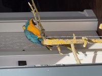 10 Aylık İnsan Canlısı Macaw Papağanı