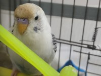 Gökbeyazı Ve Gri Süslemeli Genç Erkek Muhabbet Kuşu