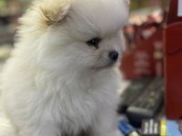 2,5 Aylık Pomeranian Boo