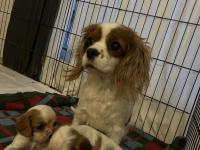 Safkan cavalier king charles yavruları