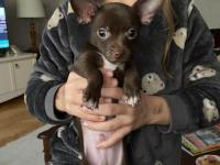 Chihuahua (şivava) 2,5 aylık erkek