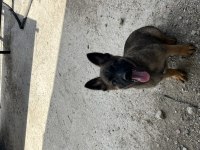 A++ belçika malinois yavrular