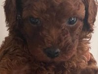 Safkan Toy Poodle