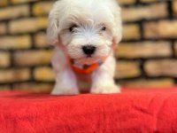 Minik Maltese Terrier Yavrular