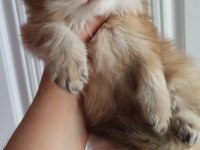 Emsalsiz British Longhair Ny11