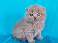 Scottish yavrular sahibinden