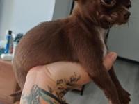 2.5 Aylık Erkek Çikolata Bebek Chihuahua