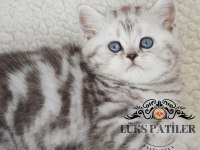 Asil Silver British Shorthair Ns24