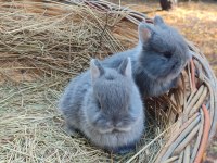 Netharlend Darbe (Cüce Tavşan)