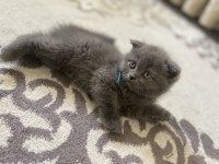 British shorthair kedimiz
