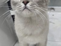 Kedimiz çok tatlıdır ücretsiz