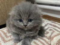 Brıtısh Shorthair Dişi Ve Erkek