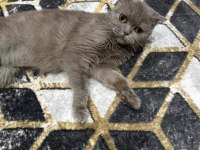 Scottish fold lara kızımıza sıcacık bir yuva geçiçi evinden gerçek ailesine