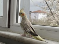 Yavru Sultan Papağanları