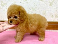 F2 Maltipoo Yavruları