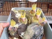 Bebekler sahiplendirilecek ücretli sultan papağanlar