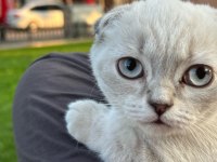 Güzeller güzeli bebiş kediler