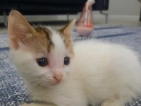 Ücretsiz kedimizi sahiplendirme