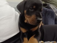 Europan Doberman Yavruları