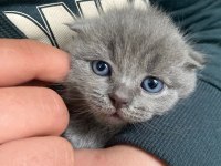 Brıtısh Shorthair Dişi Ve Erkek