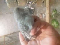 35 Günlük Yeni Yeme Düşmüş Muhabbet Kuşu Uyguna