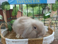 Hollanda Teddy Lop 2 Aylık Tavşan Yavrular