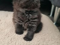 Çok Tatlı Oğlumuza Erkek Kedimize Yuva