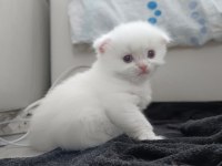 Böylesini Kediyi Zor Bulursun