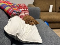 2,5 aylık toy poodle dişi