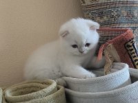 Sevimli Scottish Fold Kedim