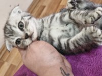 2 Aylik Scottish Fold