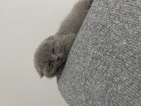 1.5 Aylık Dişi Yavru Scottish Fold