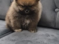 60 Günlük Pomeranian Yavruları
