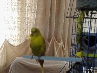 Dişi Ve Erkek Muhabbet Kuşu Yumurtaları İle