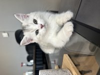 Erkek British Shorthair 2 Aylık