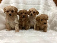 Mini mini maltipoo teacup