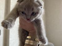 Scottish Fold Yavru 1,5 Aylık