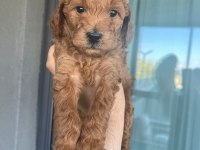 Poodle Kendi Yavrularımız