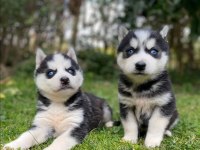 Mavi göz safkan husky yavrular