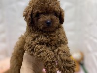 Erkek Dişi Toy Poodle Yavrularımız