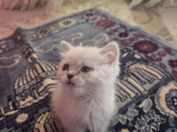 British Semi Longhair