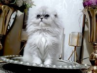 Scottish Fold Longhair Silver Dişi