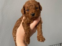 Toy Poodle 9 Mart Doğumlu
