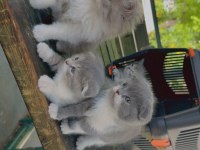 Scottish Tatlılıklar