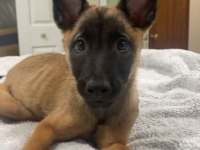 İnme İndiren Belçika Kurdu