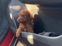 50 günlük dişi kore toy poodle