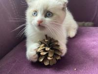 Scottish fold sevimli kedi yavrusu