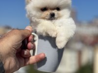 Ayı surat pomeranian boo yavrularımız