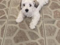 3 Aylık Dişi Maltipoo Yavrumuz Yeni Yuvasını Arıyor