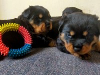 Koca Kafa Rottweiler Yavrular Xxl